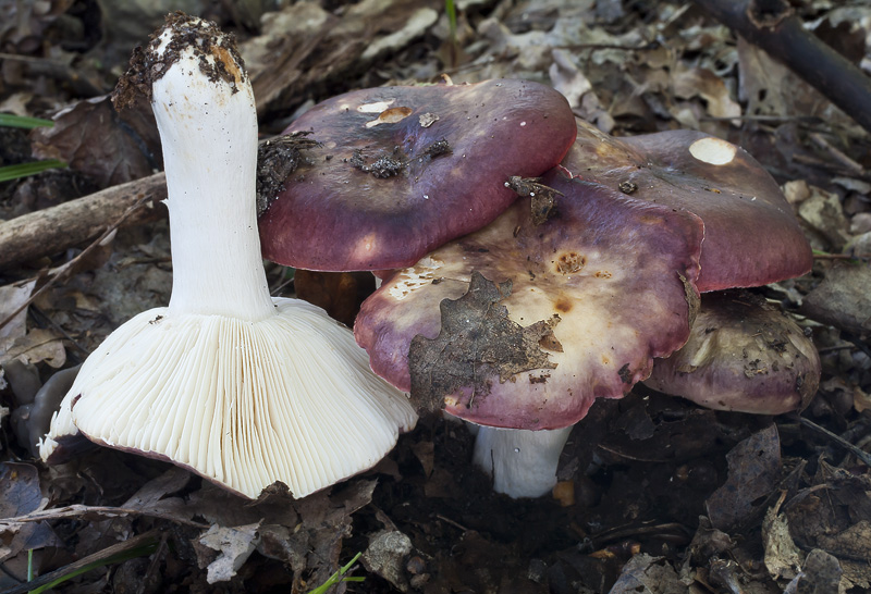 Russula krombholzii